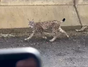 Yüksekova’da Vaşak Görüntülendi