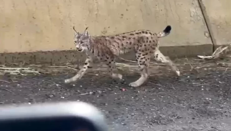 Yüksekova’da Vaşak Görüntülendi