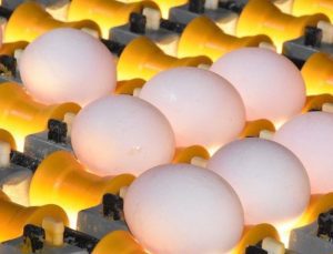 YUM-BİR: Yumurta fiyatlarındaki artışın nedeni marketteki fiyat makası