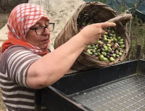 Zeytin Hasadı İçin İşçi Bulunamıyor: Günlük 3 Bin TL Yevmiye Yetmiyor