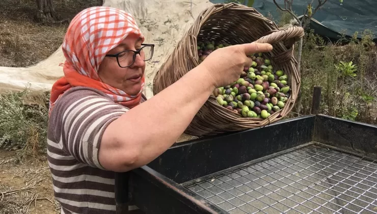 Zeytin Hasadı İçin İşçi Bulunamıyor: Günlük 3 Bin TL Yevmiye Yetmiyor