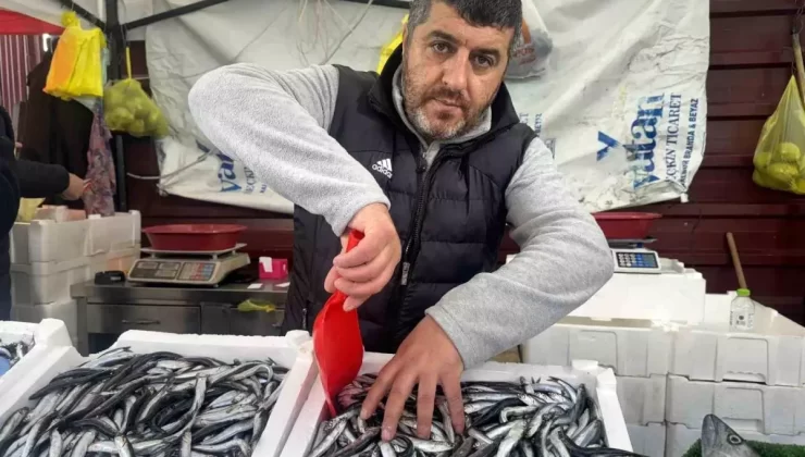 Zonguldak’ta Hamsi Fiyatları Düştü