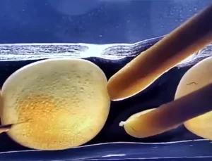 CRISPR Teknolojisiyle Mutant Karadeniz Alabalığı Üretildi