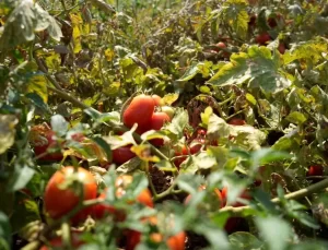 Karacabey’de Kooperatifleşme ile Çiftçinin Ürünü Tarlada Kalmayacak