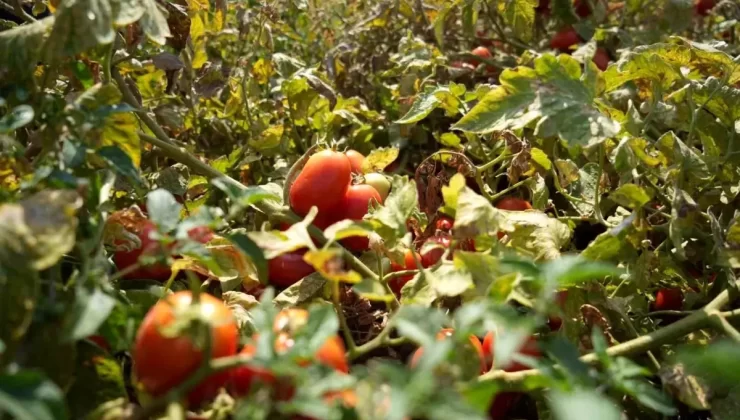 Karacabey’de Kooperatifleşme ile Çiftçinin Ürünü Tarlada Kalmayacak