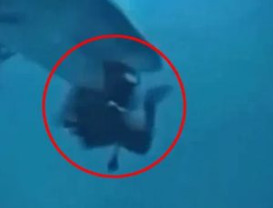 Maldivler’de korkunç olay: Köpek balığı dalgıcın başını ısırdı