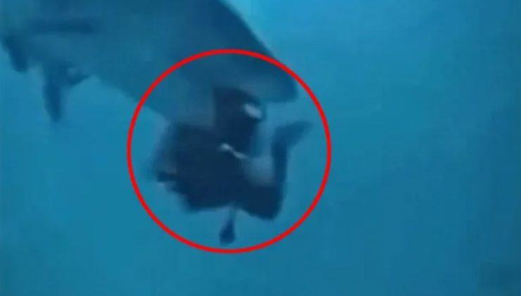 Maldivler’de korkunç olay: Köpek balığı dalgıcın başını ısırdı