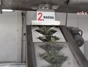 Zeytinyağı Fiyatları Düşerken Maliyetler Artıyor