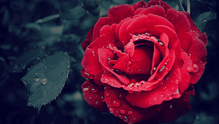 Başımız sağ olsun; onları kaybettik! Bugün vefat edenler…