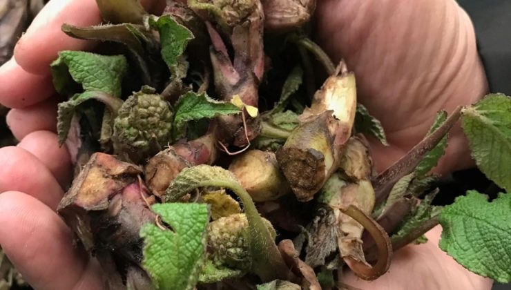 Karadeniz’de meşhur, doğada kendiliğinden yetişiyor: Baharın habercisi 5 farklı isimle anılıyor