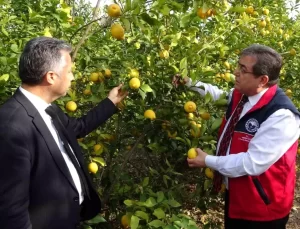 Mersin’de Limon Soslarına Denetim