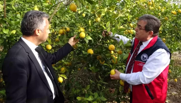 Mersin’de Limon Soslarına Denetim