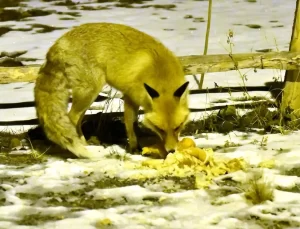 Sarıkamış’ta Tilkilere Ekmeği Mahalleli Verdi