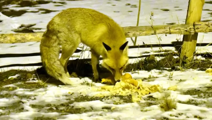 Sarıkamış’ta Tilkilere Ekmeği Mahalleli Verdi