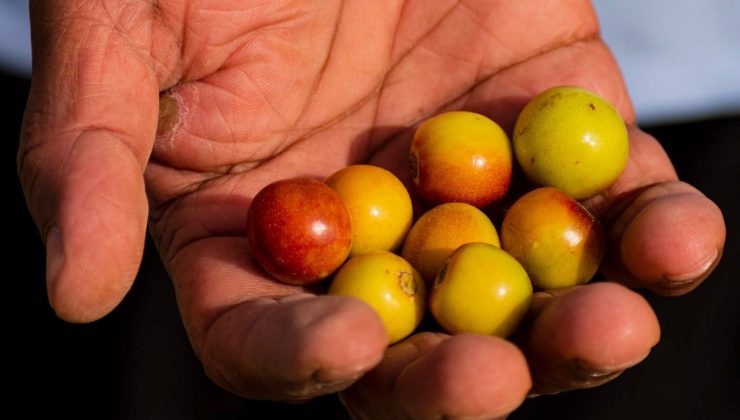 Türkiye’de yetişiyor; 6 çeşidi var: Halk arasında “ölümsüzlük meyvesi” olarak da biliniyor