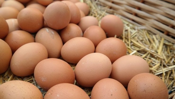 100 bin organik yumurta çaldılar