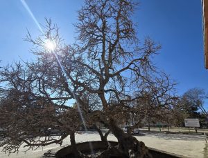 133 yıllık dut ağacı: Kadir gecesi secde ettiği rivayet ediliyor