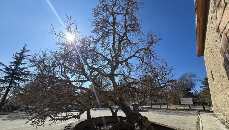 133 yıllık dut ağacı: Kadir gecesi secde ettiği rivayet ediliyor