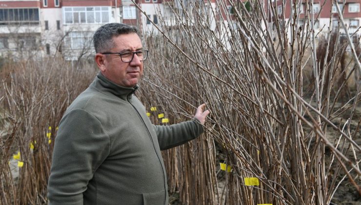 20 yıl evvel 5 dönümle başladı: Çanakkale’nin en büyük ihracatçısı oldu