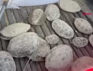 530 Kaplumbağa Çamurdan Kurtarılarak Doğal Hayatına Döndü