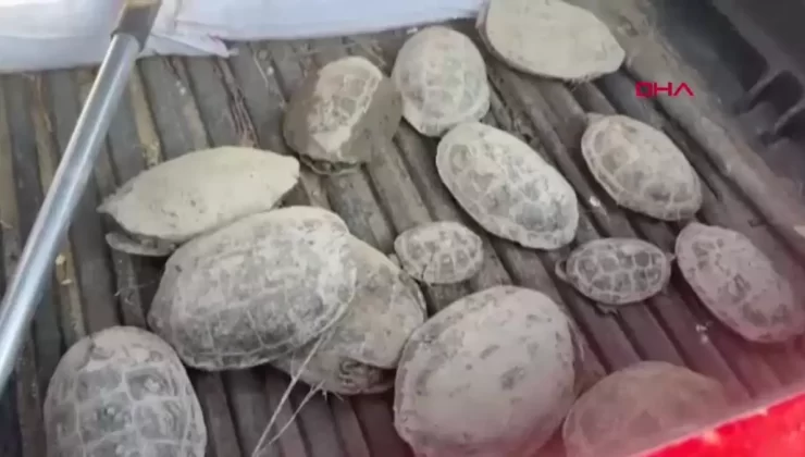 530 Kaplumbağa Çamurdan Kurtarılarak Doğal Hayatına Döndü