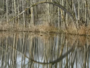 Acarlar Longozu, korunarak geleceğe taşınacak