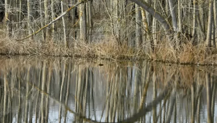 Acarlar Longozu, korunarak geleceğe taşınacak