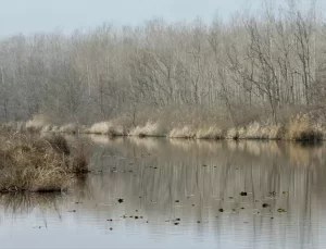 Acarlar Longozu Müdafaa Planları