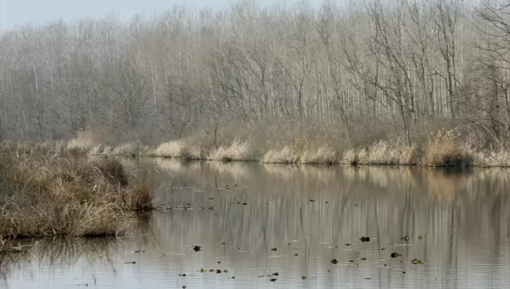 Acarlar Longozu Müdafaa Planları