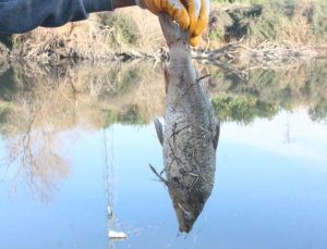 Adana’da botulismus tehlikesi: Hudut sistemini felç ediyor!