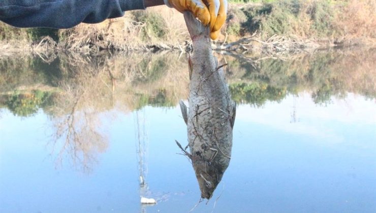 Adana’da botulismus tehlikesi: Hudut sistemini felç ediyor!