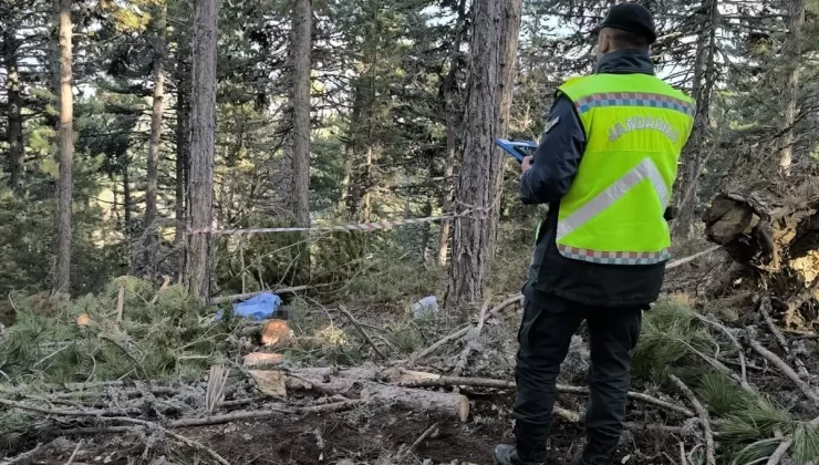 Ağaç Altında Kalan İşçi Hayatını Kaybetti