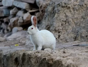 Akdamar Adası’ndaki Tavşan Popülasyonu Tehdit Oluşturuyor