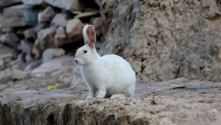 Akdamar Adası’ndaki Tavşan Popülasyonu Tehdit Oluşturuyor