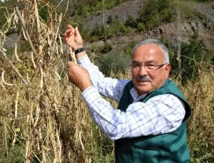 Akkuş Şeker Fasulyesi, Zincir Marketlerde Yerini Aldı