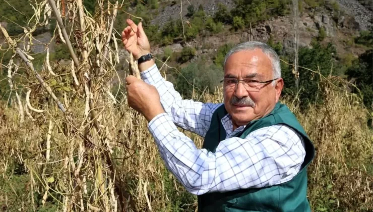 Akkuş Şeker Fasulyesi, Zincir Marketlerde Yerini Aldı