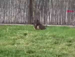 AKÜREM, 2024’te 650 Yaban Hayvanını Tedavi Etti