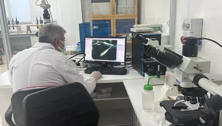 Anadolu Yağ Balığı Muhafaza Projesi