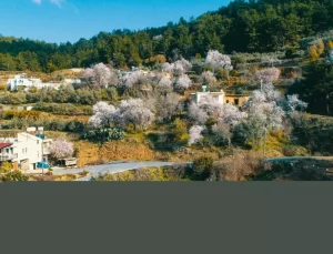 Antalya’da Ağaçlar 1 Ay Erken Çiçek Açtı, Üreticiler Korku İçinde