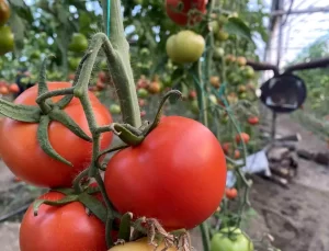 Antalya’da Domates Fiyatları Yükseldi