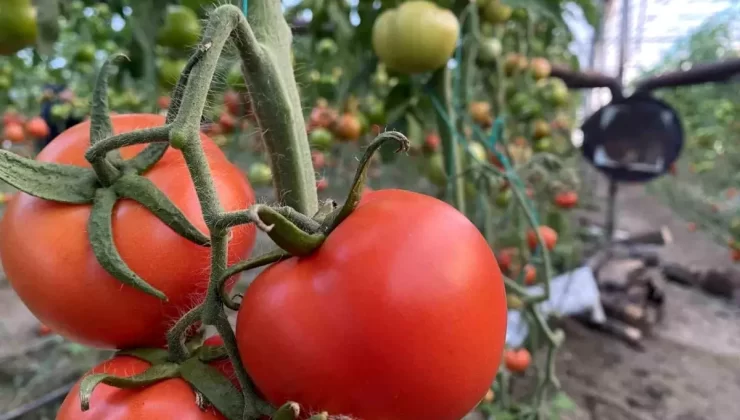 Antalya’da Domates Fiyatları Yükseldi