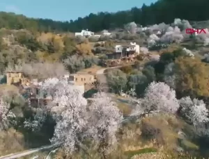 Antalya’da Erken Çiçek Açan Ağaçlar Üreticiyi Endişelendiriyor