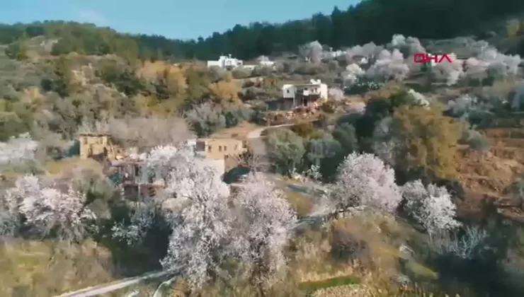 Antalya’da Erken Çiçek Açan Ağaçlar Üreticiyi Endişelendiriyor