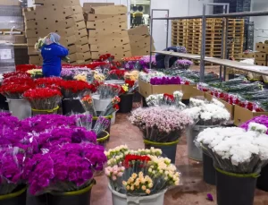 Antalya’dan Sevgililer Günü İçin 75 Milyon Dal Çiçek İhracatı