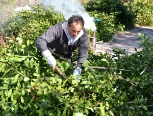 Antalya’nın Defne Yaprağı İhracatı 300 Tonu Geçti