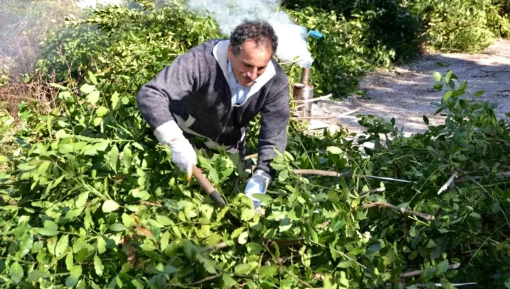 Antalya’nın Defne Yaprağı İhracatı 300 Tonu Geçti