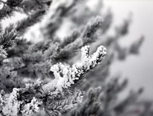 Ardahan ve Ağrı’da Yoğun Sis ve Kırağı