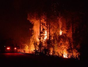 Arjantin’de orman yangınlarından 20 bin hektarlık alan etkilendi