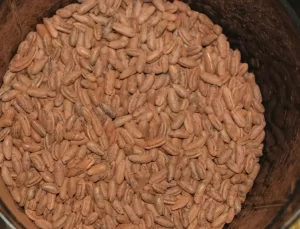 Atık Çekirdekten Kafeinsiz Kahve Üretiyor