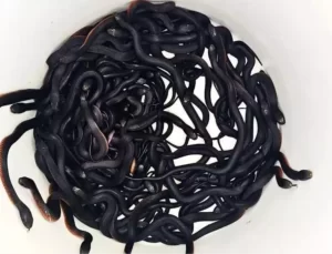 Avustralya’da Bahçeden 102 Zehirli Yılan Çıktı